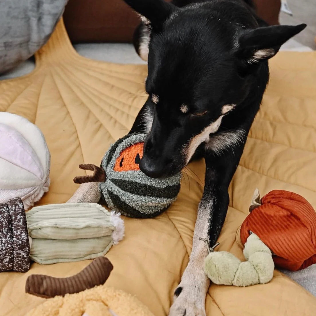 Watermelon POP - Bouncy + Snuffle Toy