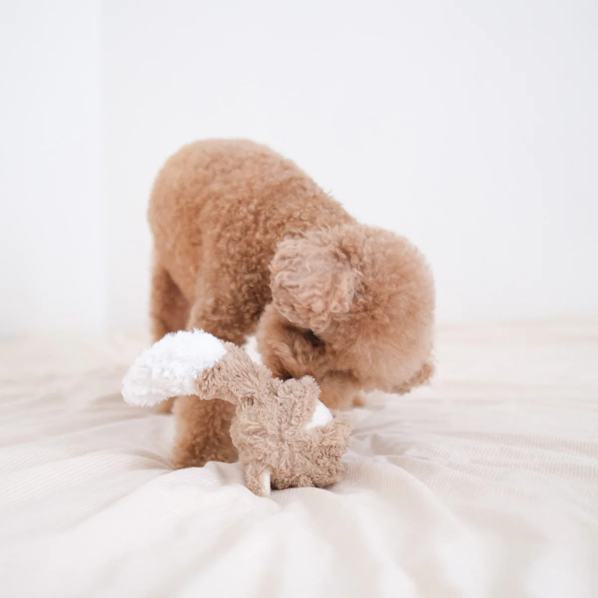 Fox POP - Squeaky + Bouncy Toy