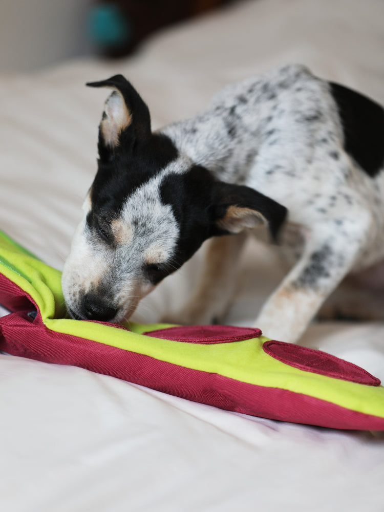 Veggie Snuffle Toy