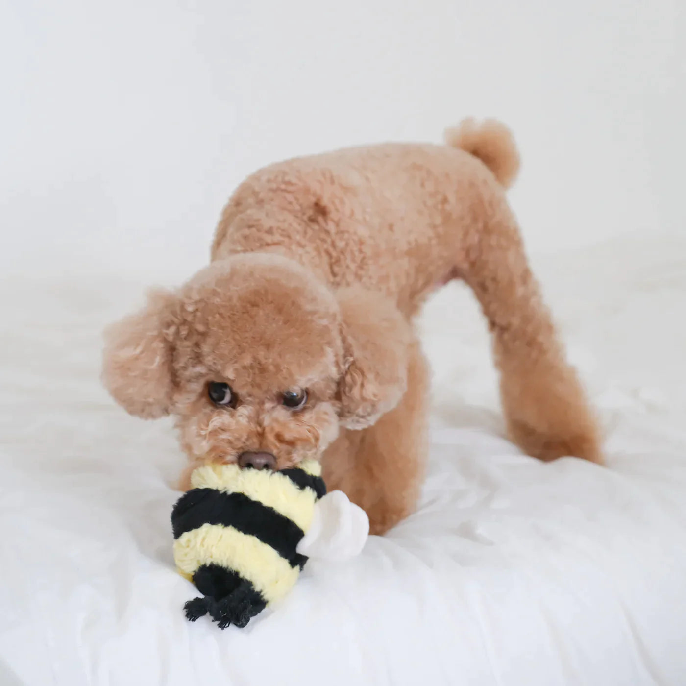 Bee Bug POP