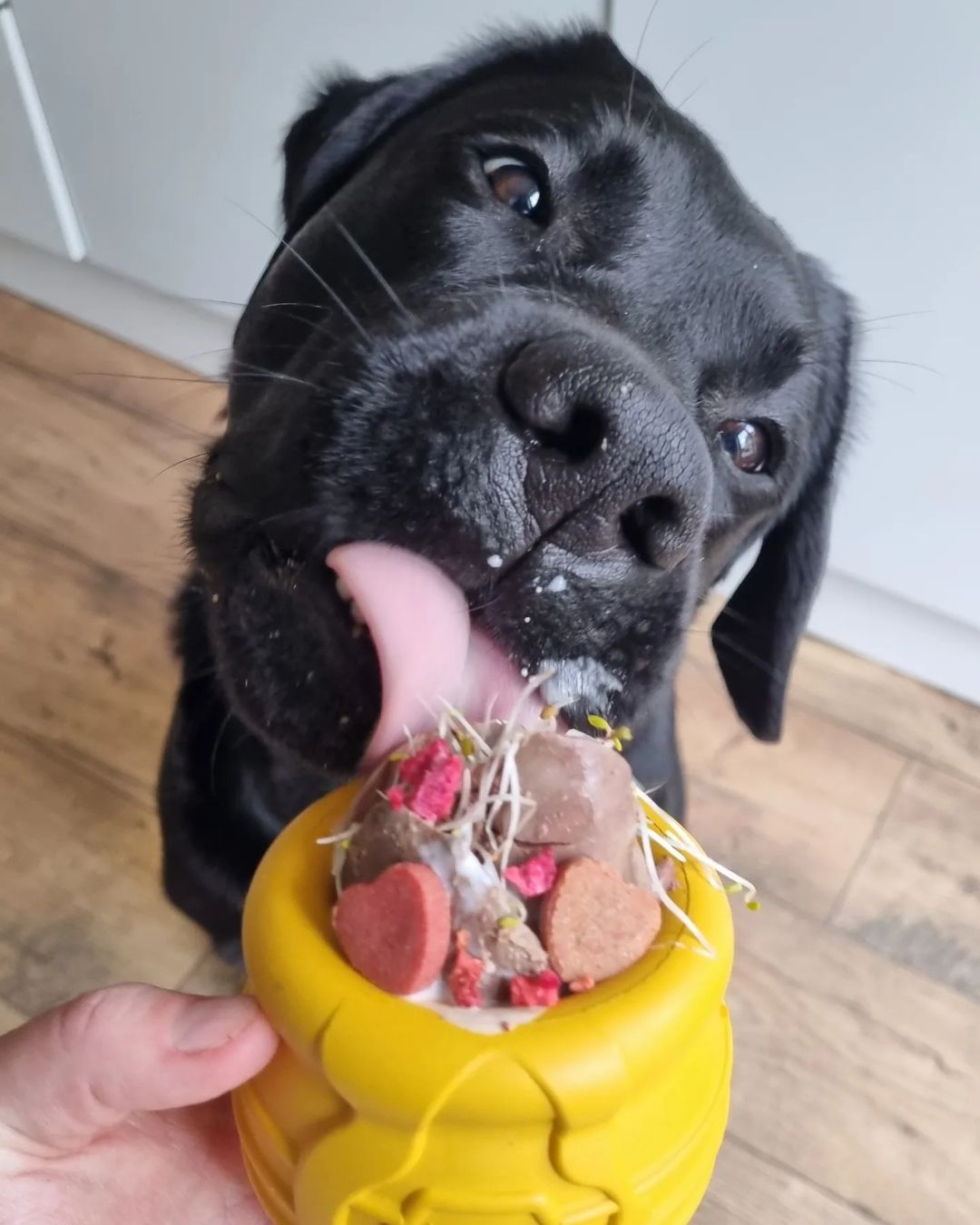 Honey Pot - Treat Dispenser & Enrichment Toy