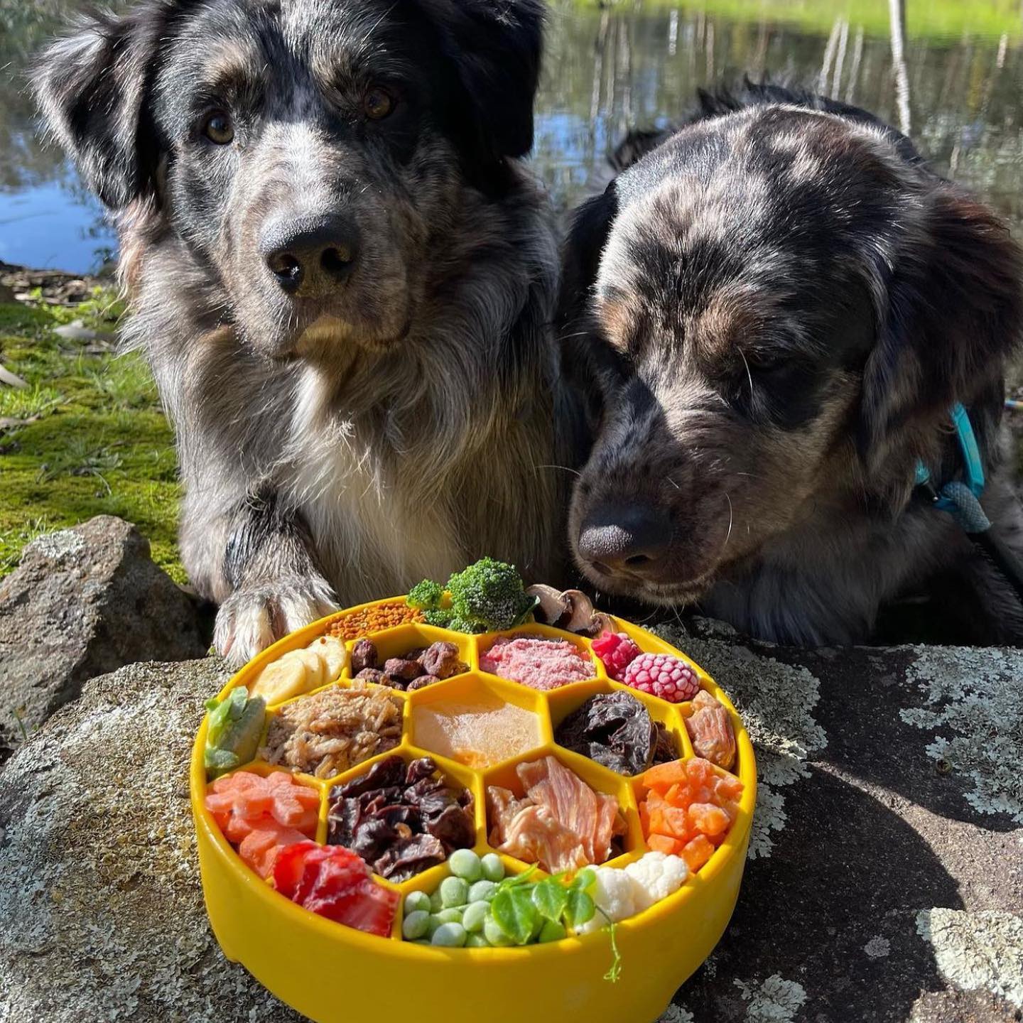 SP Honeycomb Slow Feeder Bowl