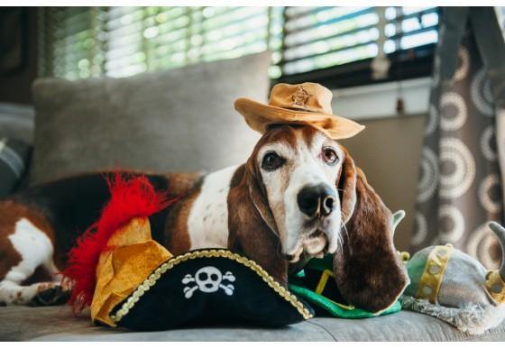 Dog Plush Toy - Mutt Hatter Collection