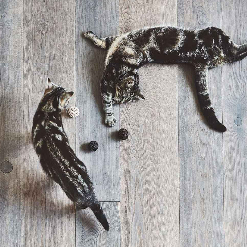 Filo Cat Toy Ball