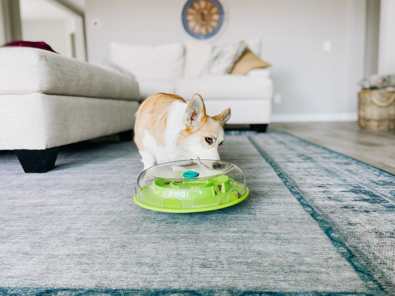 DOG PUZZLE GAME - Wobble Bowl