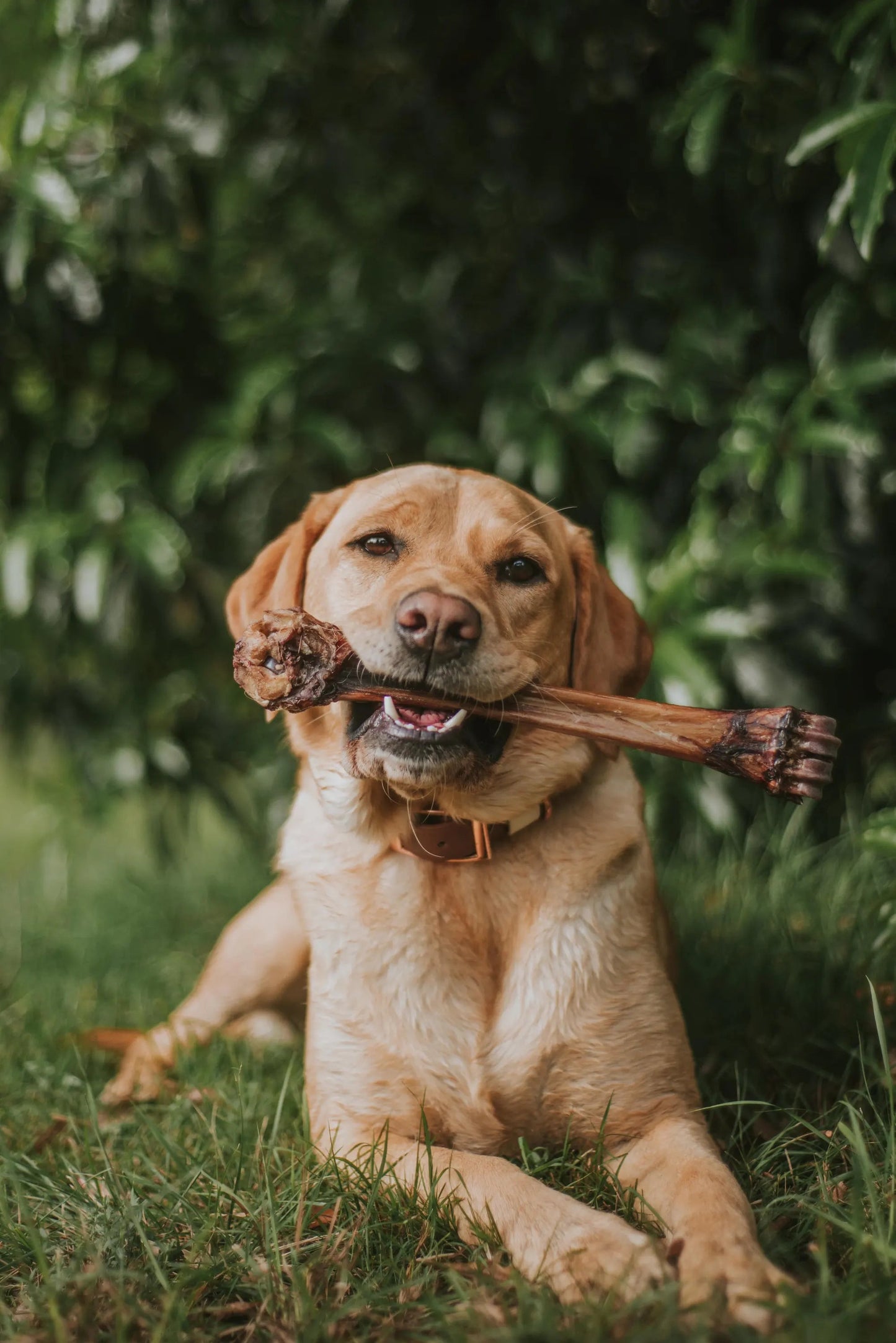 Kangaroo Large Bone
