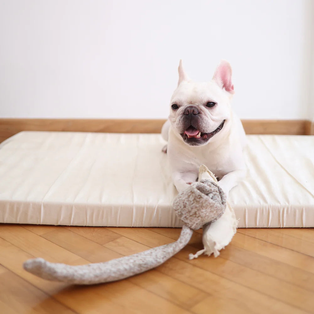 Snail - Snuffle + Squeaky Toy