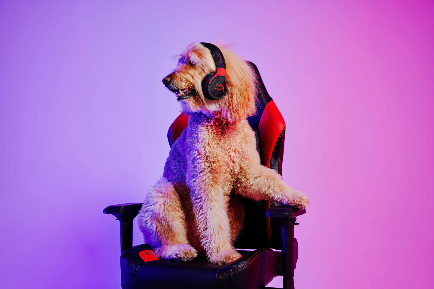 Dog Plush Toy - P.L.A.Y. x HyperX - Headphone