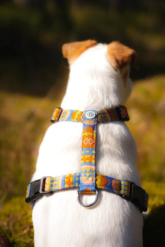 Nightless Night Harness