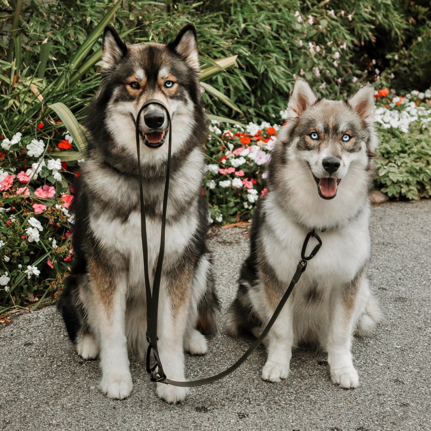 MELLEM X wide - all weather convertible leash