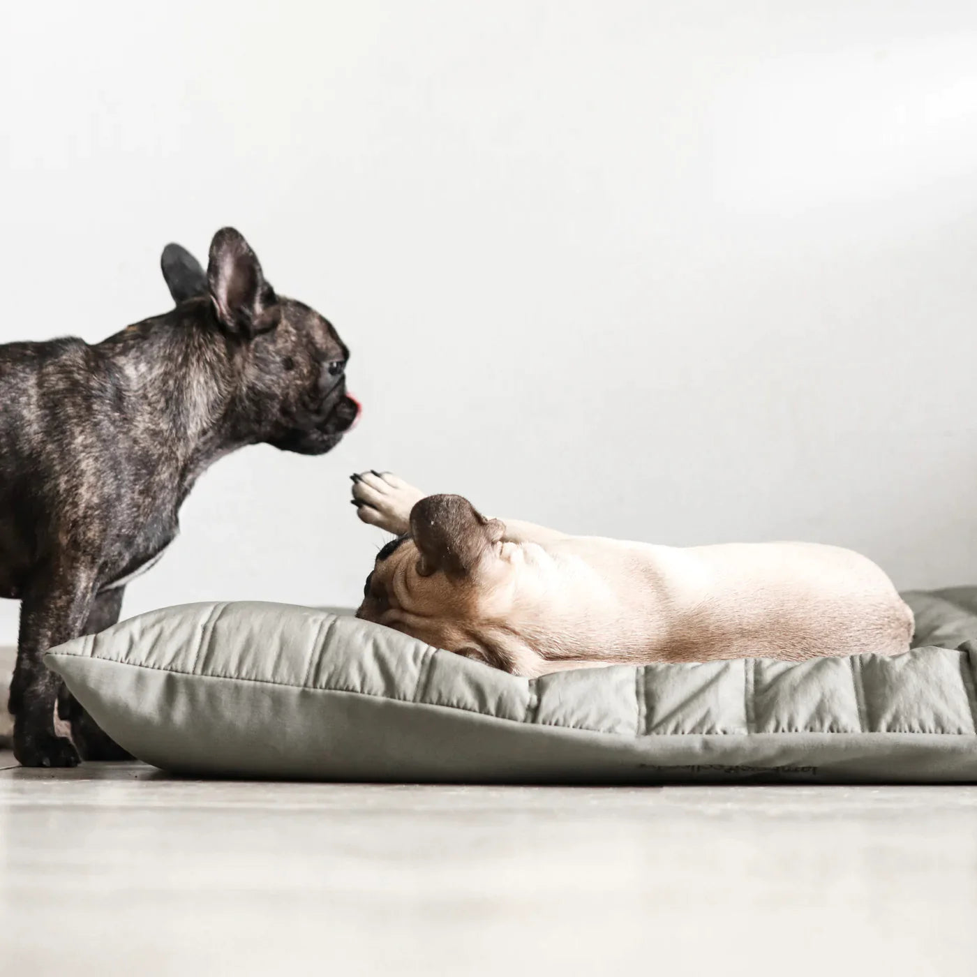 【PRE-ORDER】MAATIN low rise reversible dog bed