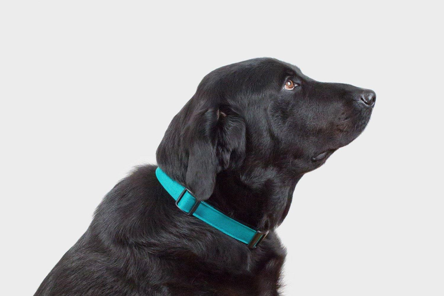 Funston Dog Collar