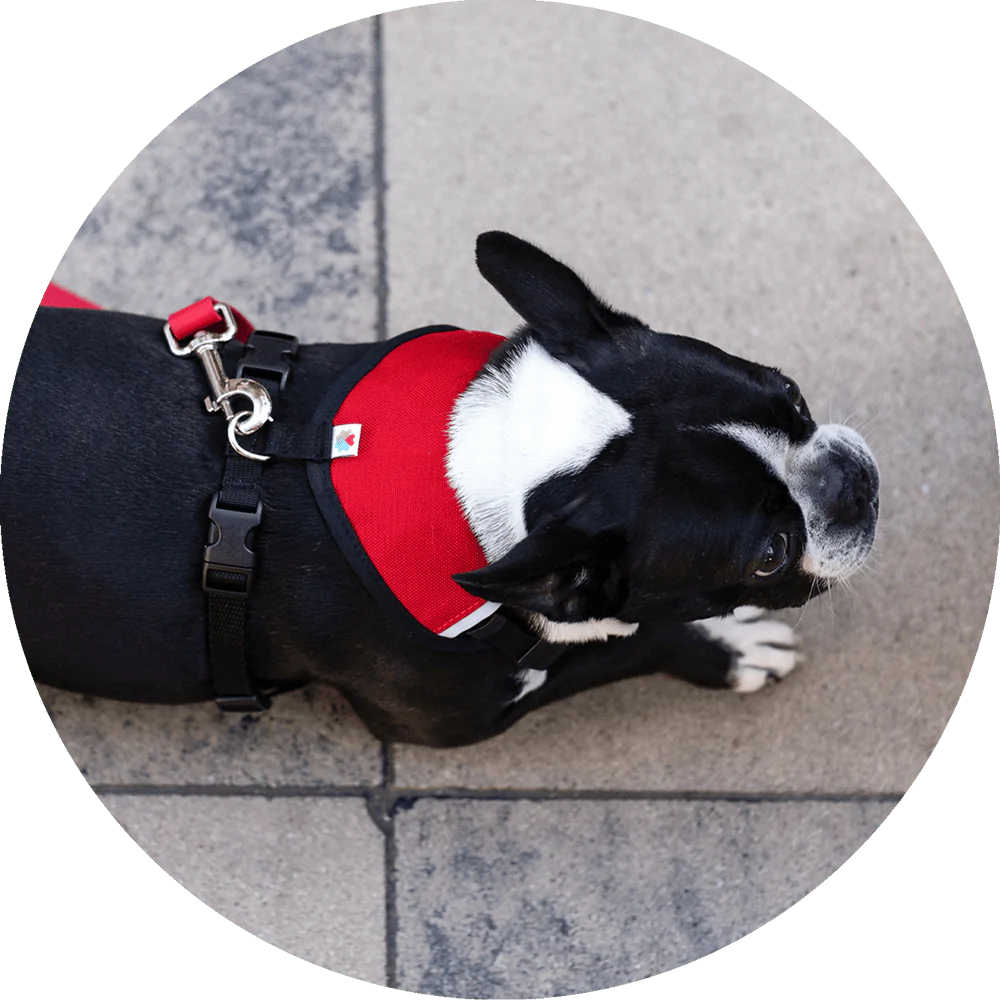 Sutro Snug Fit Dog Harness