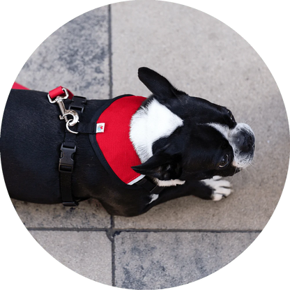 Sutro Snug Fit Dog Harness