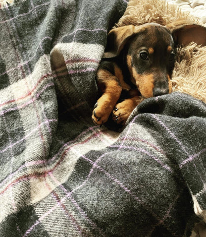 Dog Blanket Scottish Wool