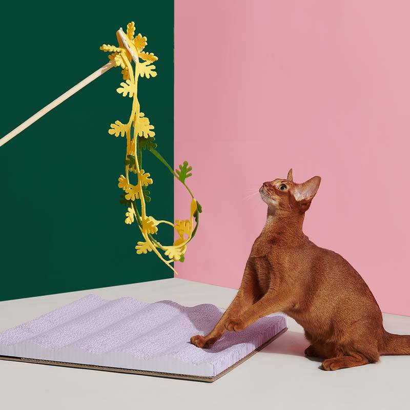 Cat Teaser