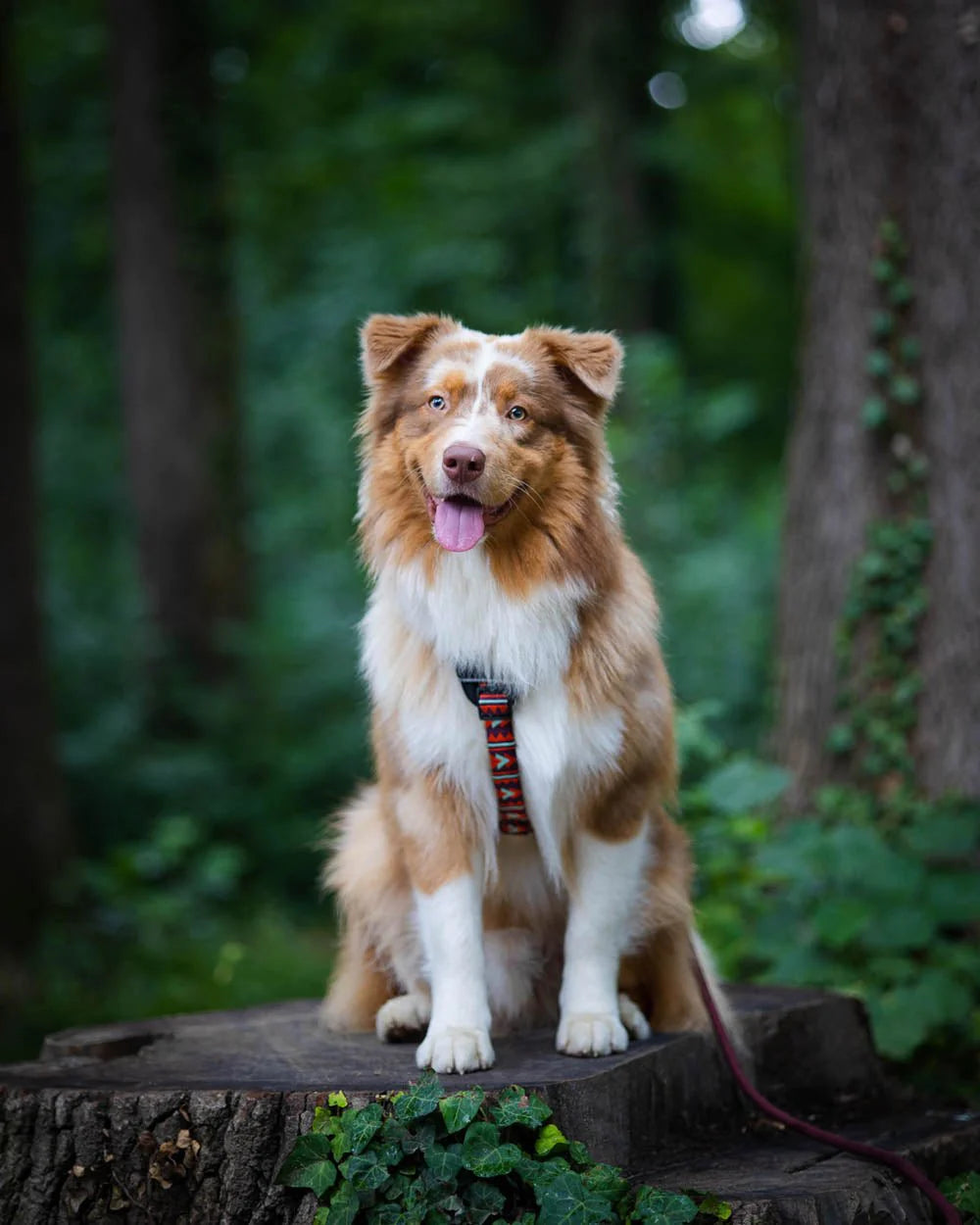 Polar Night Harness