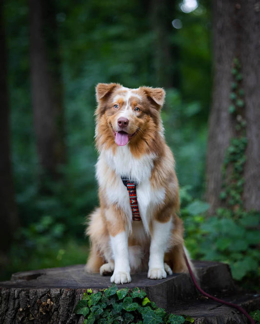 Polar Night Harness