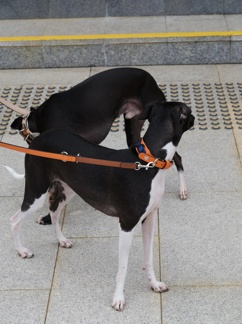 Galicia Dog Collar