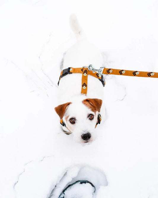 Sea to Summit Leash
