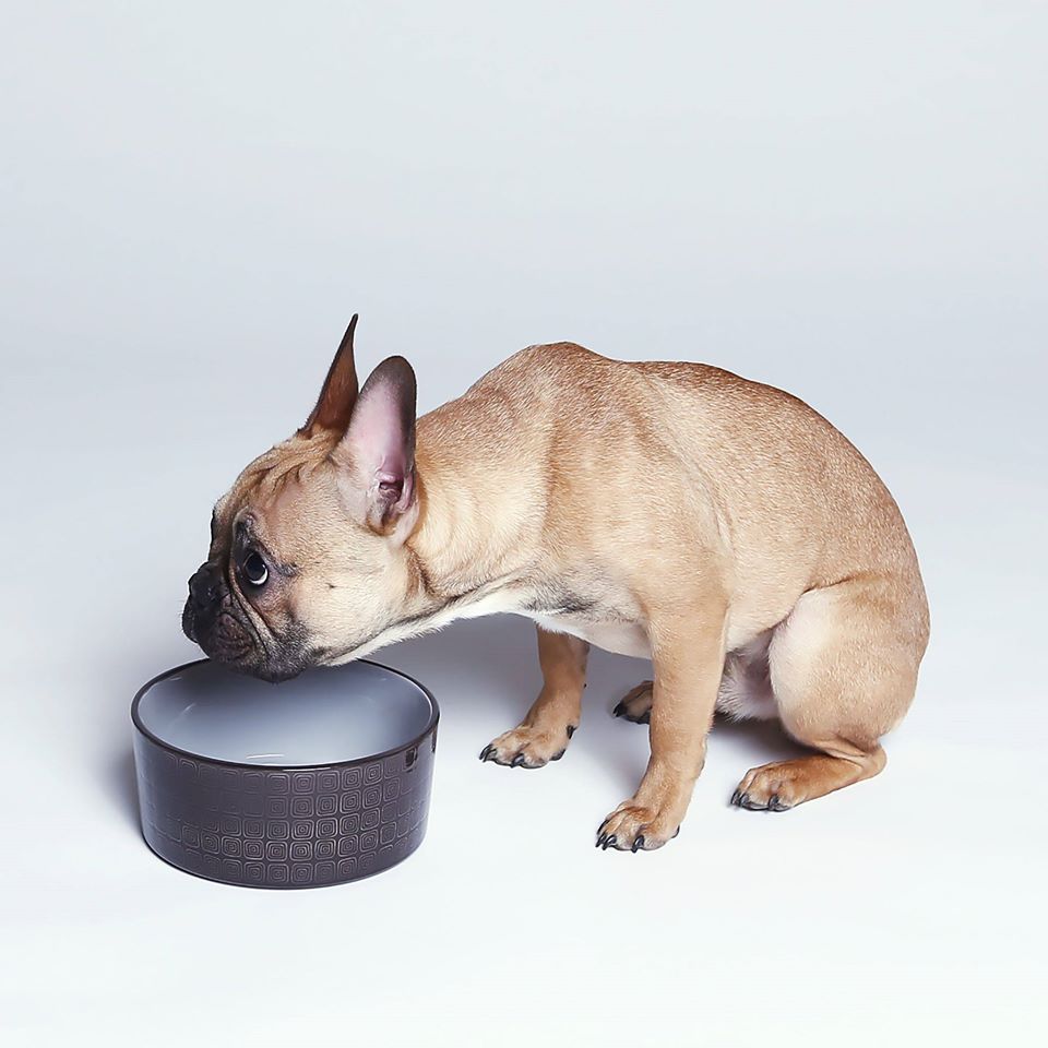Dog Bowl Ferran Mocca