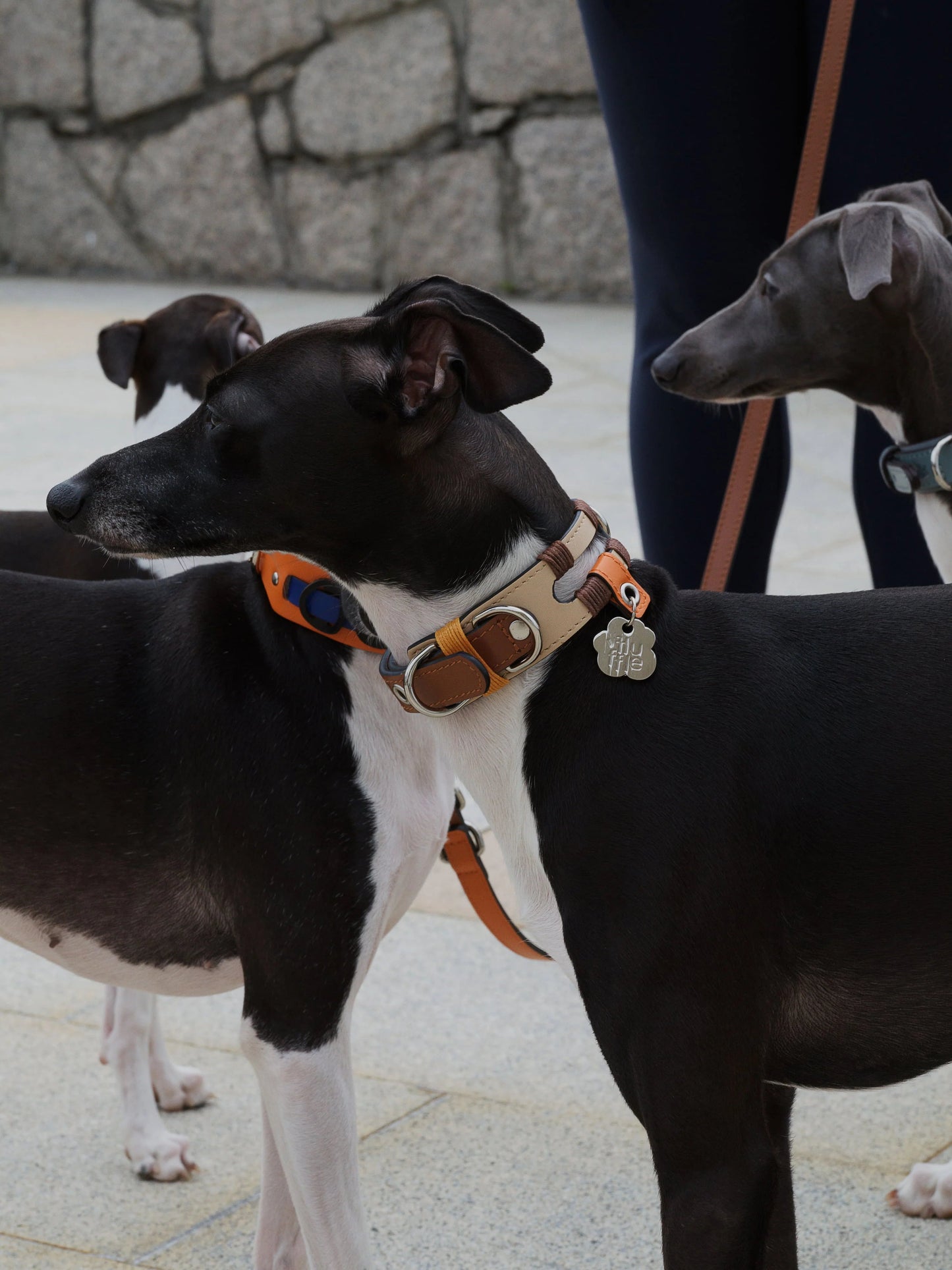 Vafa Dog Collar