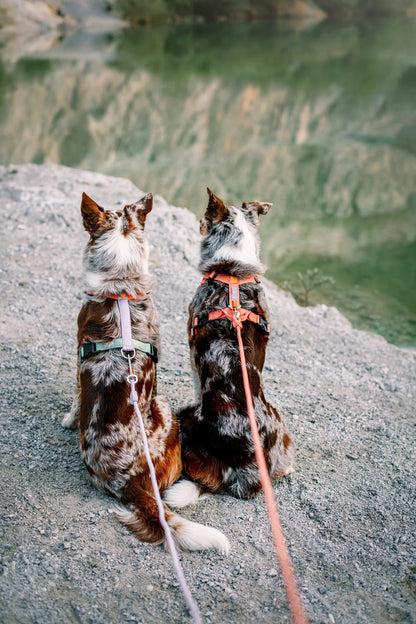 Color Block Harness