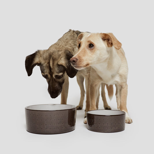 Dog Bowl Ferran Mocca