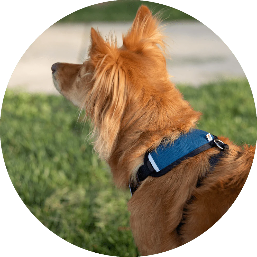 Sutro Snug Fit Dog Harness