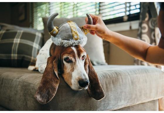 Dog Plush Toy - Mutt Hatter Collection