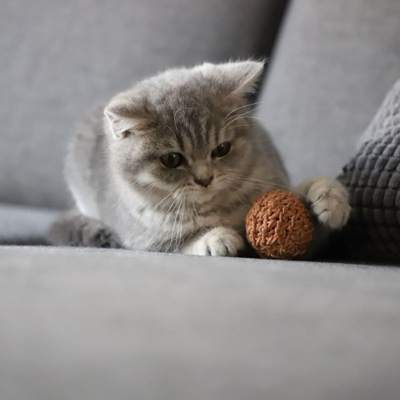 Filo Cat Toy Ball