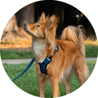 Sutro Snug Fit Dog Harness