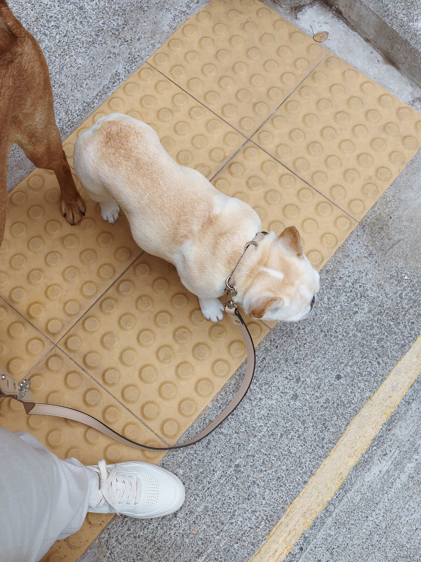 Chaco Dog Collar
