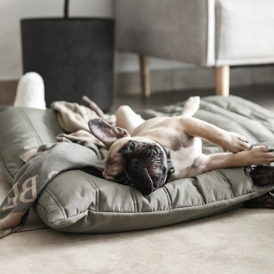 【PRE-ORDER】MAATIN low rise reversible dog bed