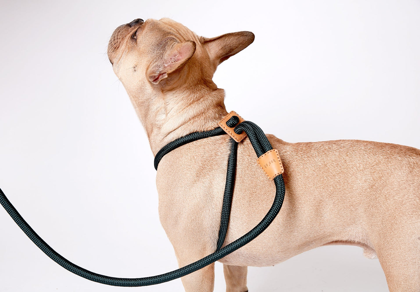 Dog Harness Ray