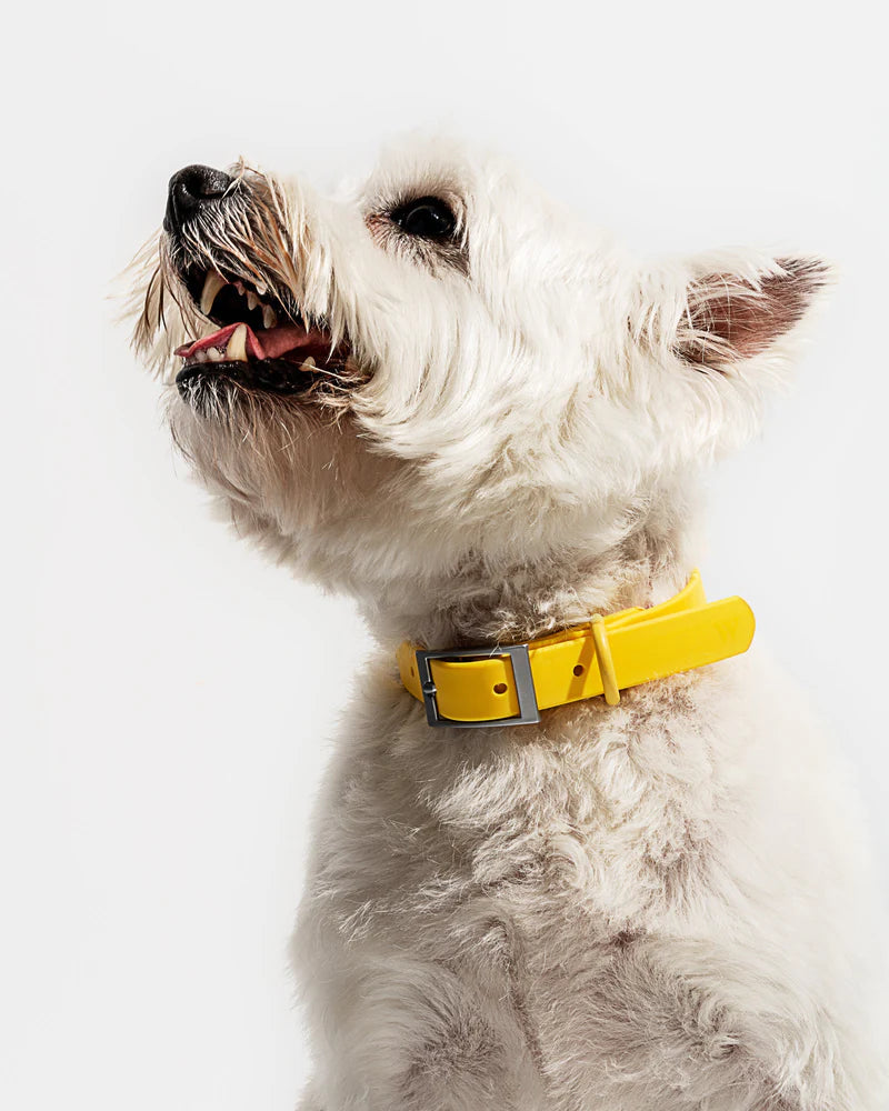 Collar - SALE