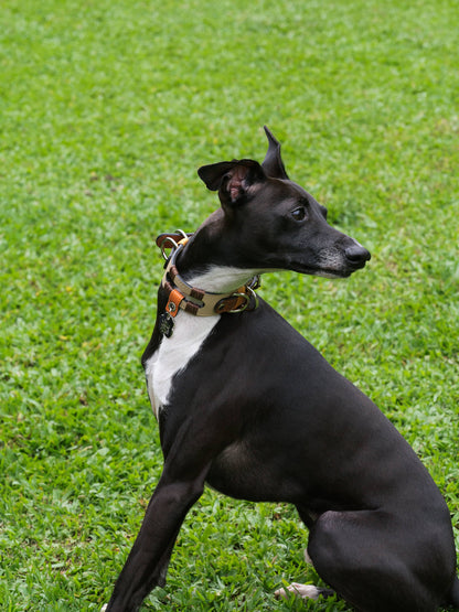 Vafa Dog Collar