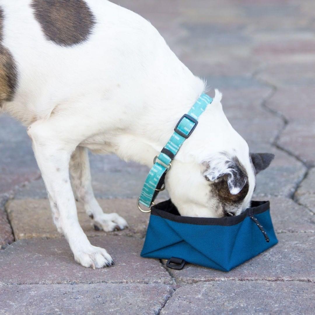 Montara Pop-Up Dog Bowl