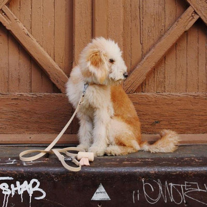 Leash - SALE