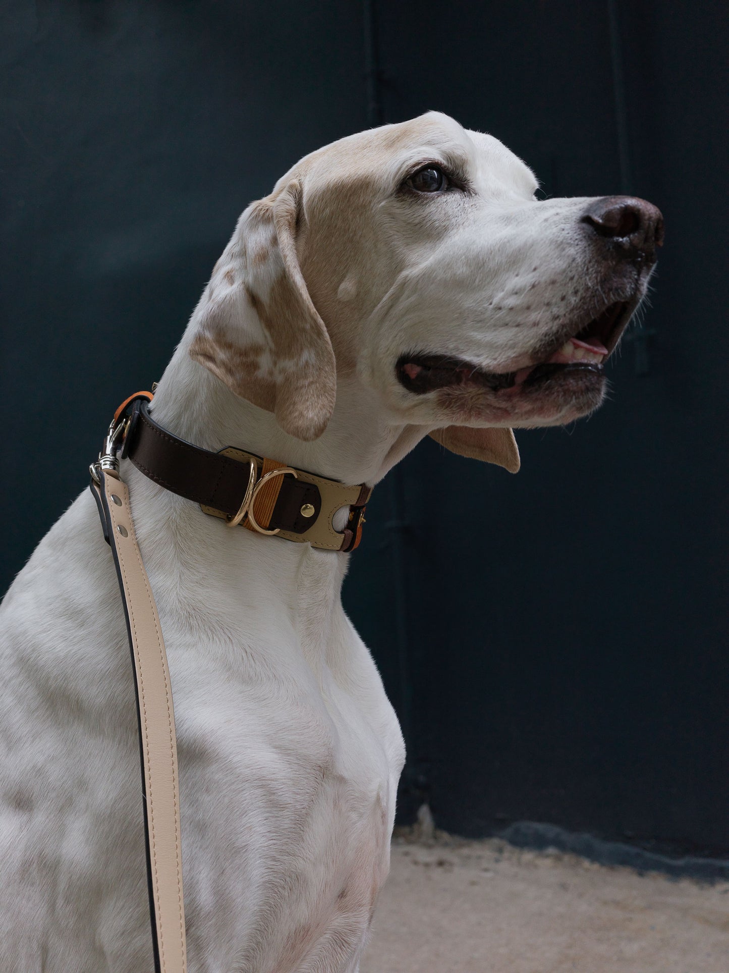 Vafa Dog Collar