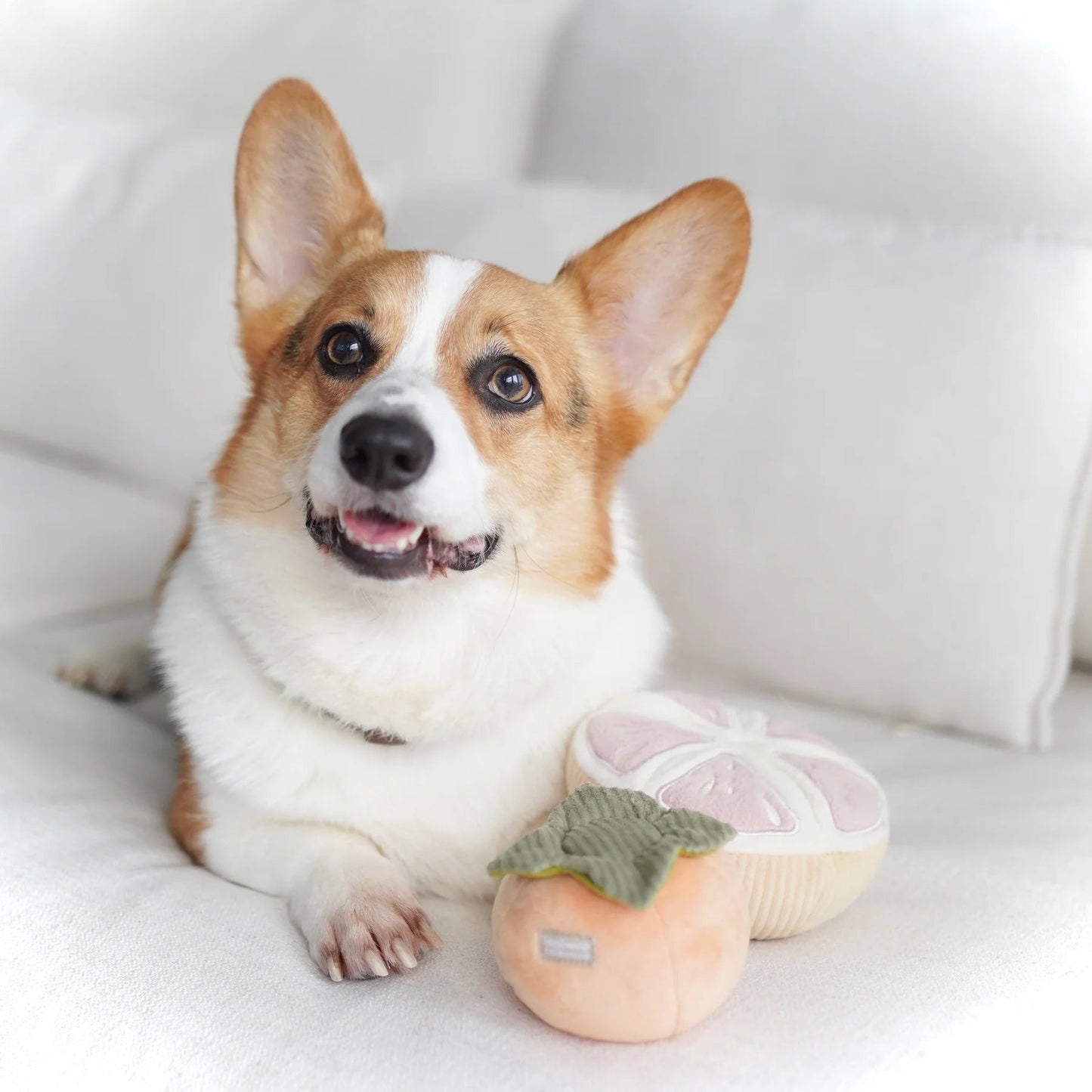 Grapefruit - Squeaky + Snuffle Toy