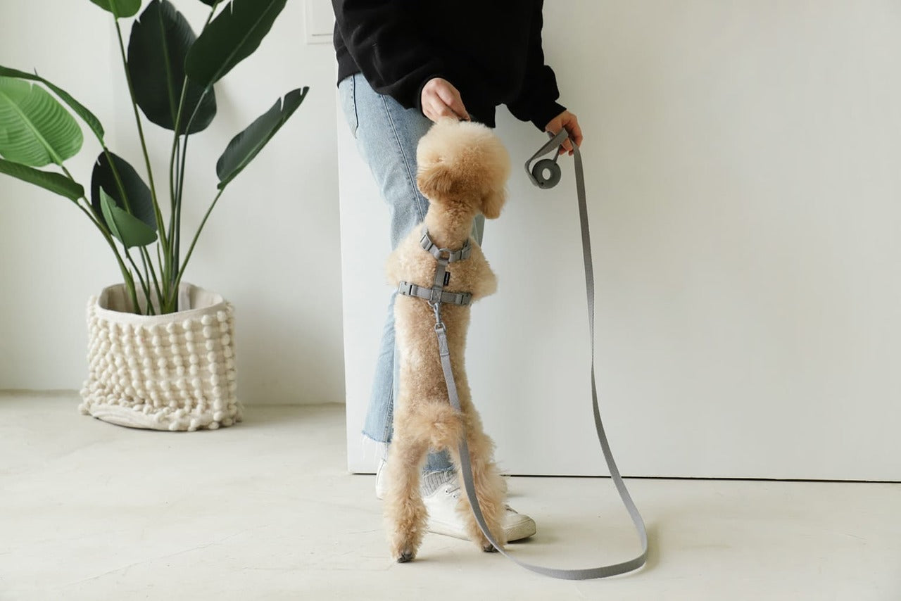 Macaron Pet Leash