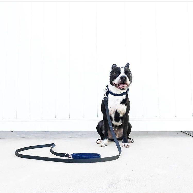 Funston Dog Collar