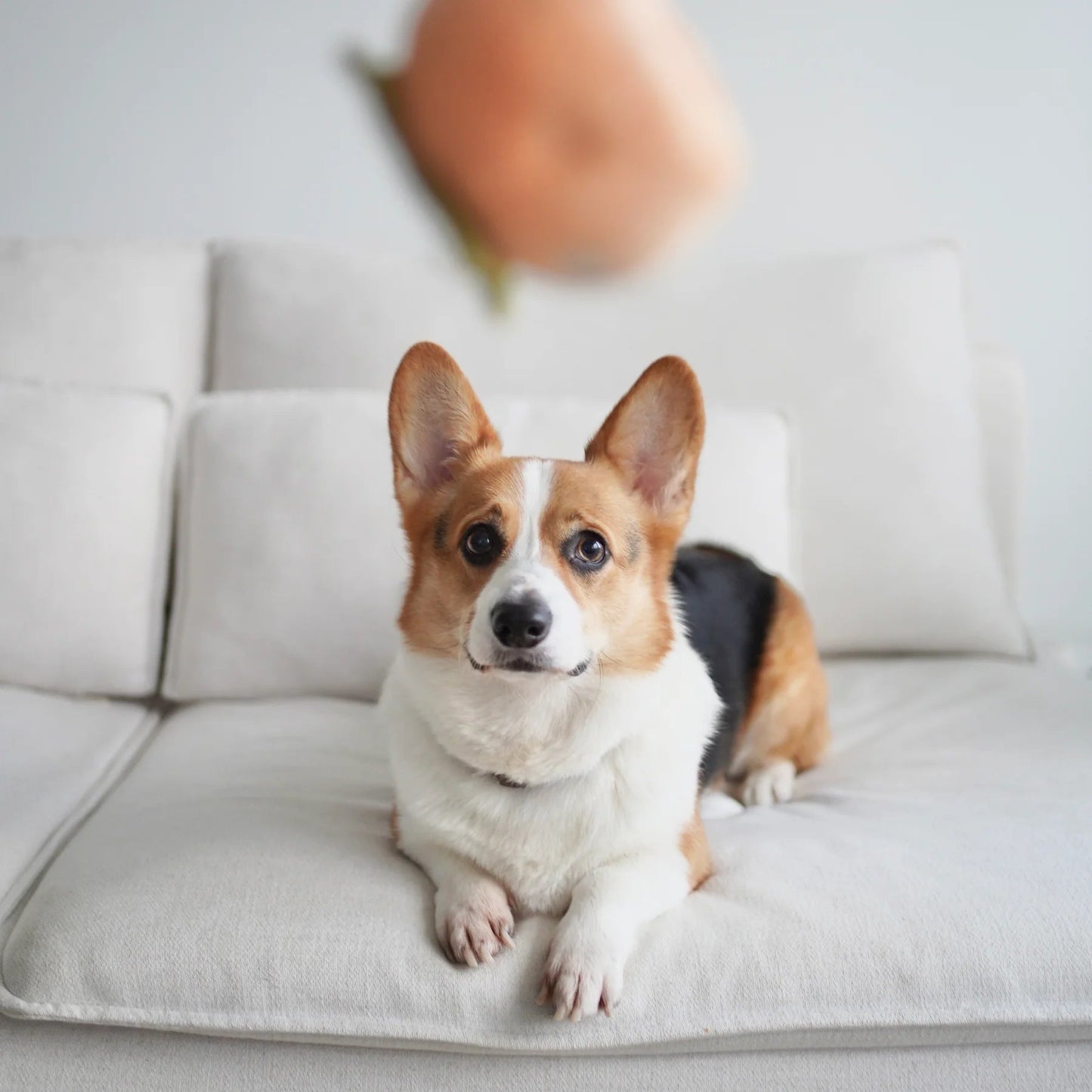 Persimmon - Squeaky & Snuffle Toy