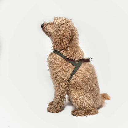 Harness Tivoli