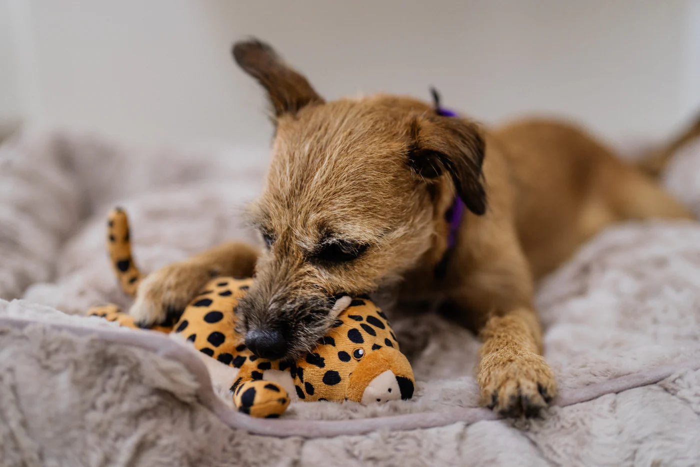Dog Plush Toy - Big Five of Africa Leopard
