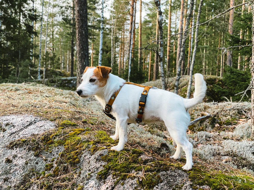 Sea to Summit Harness