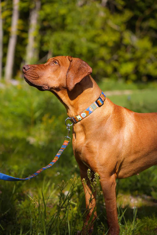 Nightless Night Leash