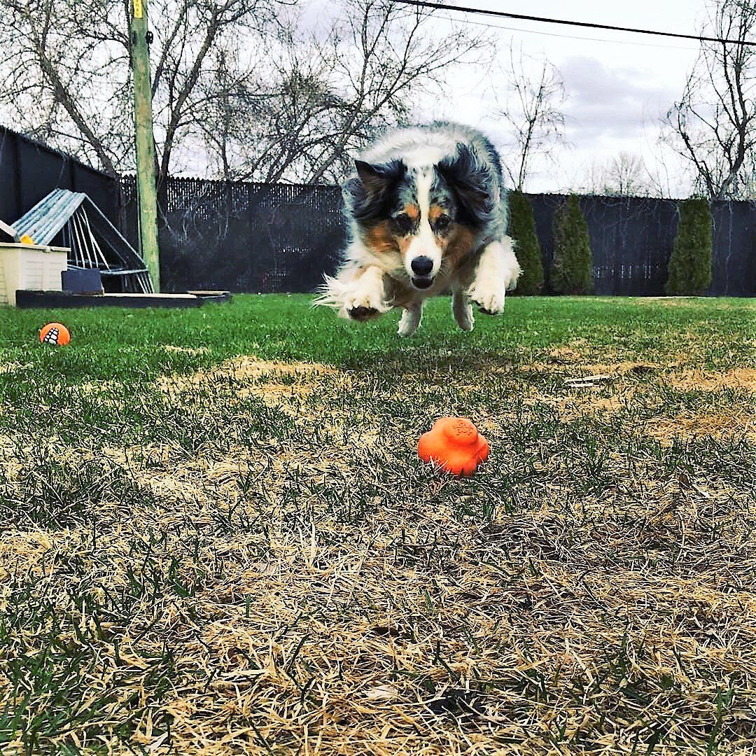 SP Crazy Bounce Retrieving Toy