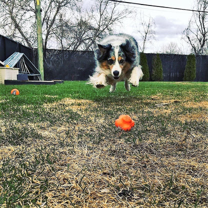SP Crazy Bounce Retrieving Toy
